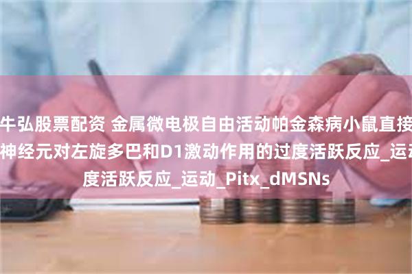牛弘股票配资 金属微电极自由活动帕金森病小鼠直接通路纹状体投射神经元对左旋多巴和D1激动作用的过度活跃反应_运动_Pitx_dMSNs